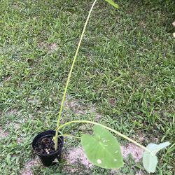 Elephant Ears Perennials