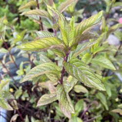 Dried Peppermint Leaves