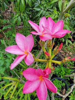 Pink Plumeria
