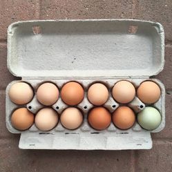 Farm Fresh Eggs!    Wapato Area