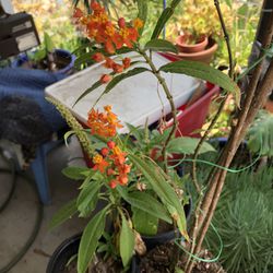 Monarch Butterfly Feeding Plants 