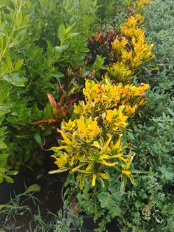 Croton hedges 3gl $8