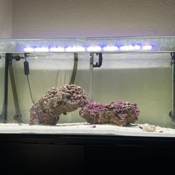 Saltwater Fish Tank 