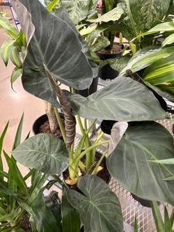 Huge Alocasia regal Shields