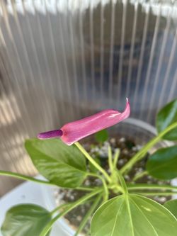 Anthurium