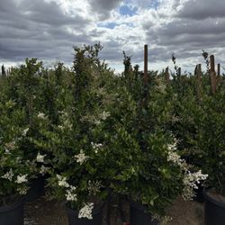 Texana Ligustrum 