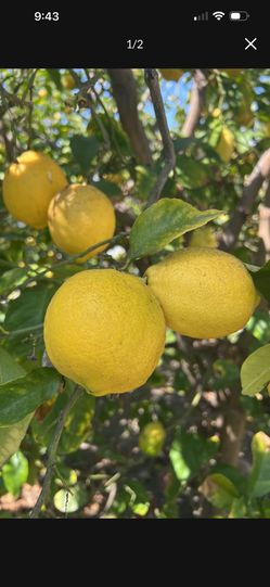 Organic Lemons 12 For $3
