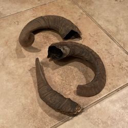 Taxidermy Hunting Sheep Ram Horns Cabin Decor