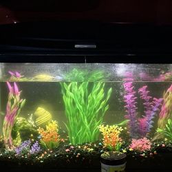 Aquarium With Plants And Gravel