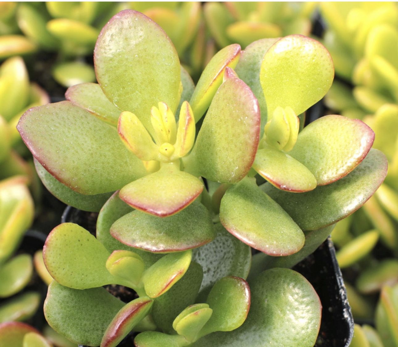 Jade Plants