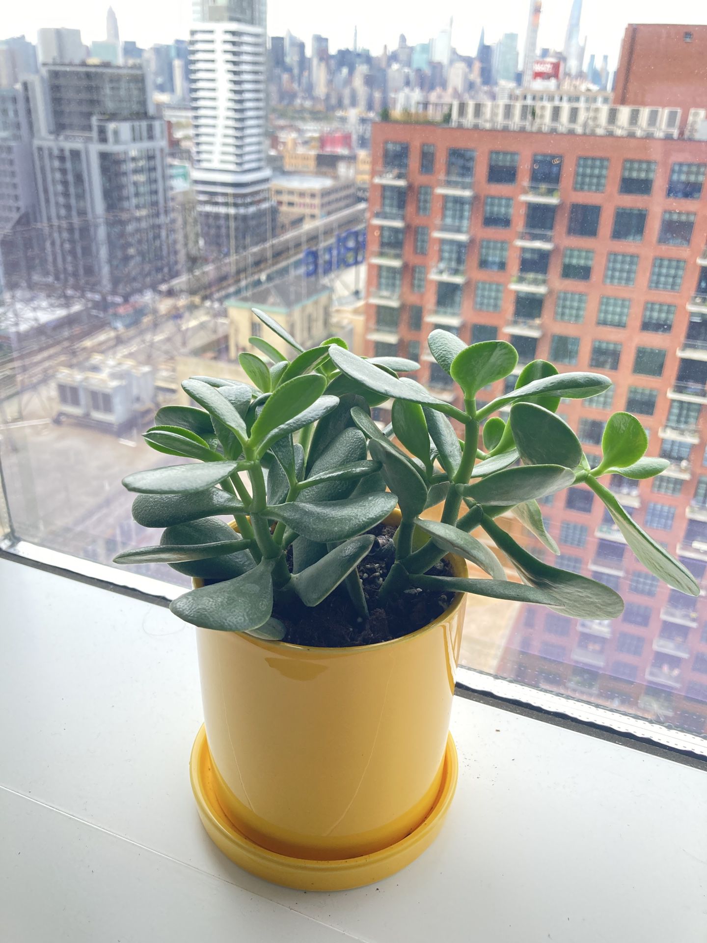 Jade plant (indoor, minimal care)