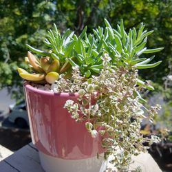 Succulent Arrangement #26 