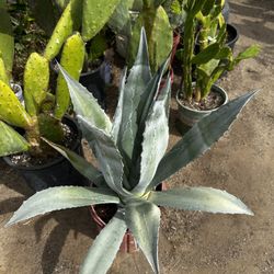 Agave Americano 