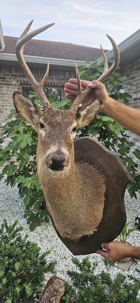 White Tailed Deer Shoulder Mount