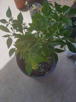 planta de chile $15