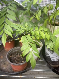 Curry Leaves