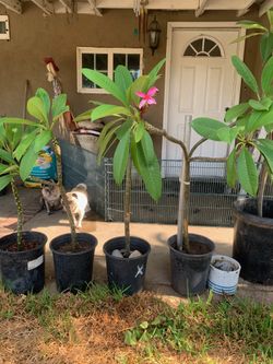 Plumeria Plants 🪴 
