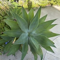 Foxtail Agave - Big Lot - Multiple Sizes