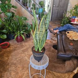 2.5ft Tall Sansevieria Snake Plant In Ceramic Pot With Polished Stones 