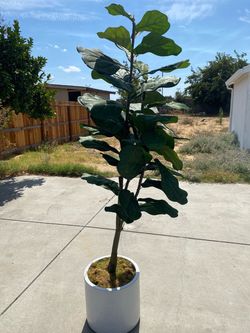 House Plant (fake plant)