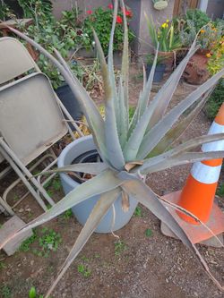 Aloe Vera Plant $30
