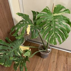 Monstera Thai Constellation 