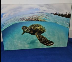 NEW NORTH SHORE HAWAIIAN SEA TURTLE CANVAS