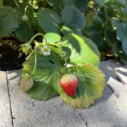 🍓 Strawberry plants🍓🍓🍓