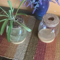Plant Propagation Window Glass Jars Garden Home Decor