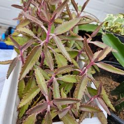 Mother Of Thousands Plant 