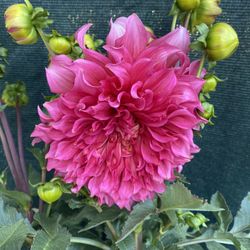 Planta De Flor De Dhalia, En Maceta De 5 Gallones Pick Up Only