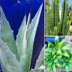 2x Blue Agave Americana + 2x Foxtail Agave + 2x Euphorbia Ingens Cactus 🌵