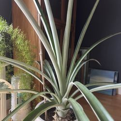Pineapple Plant