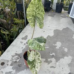 Variegated Alocasia