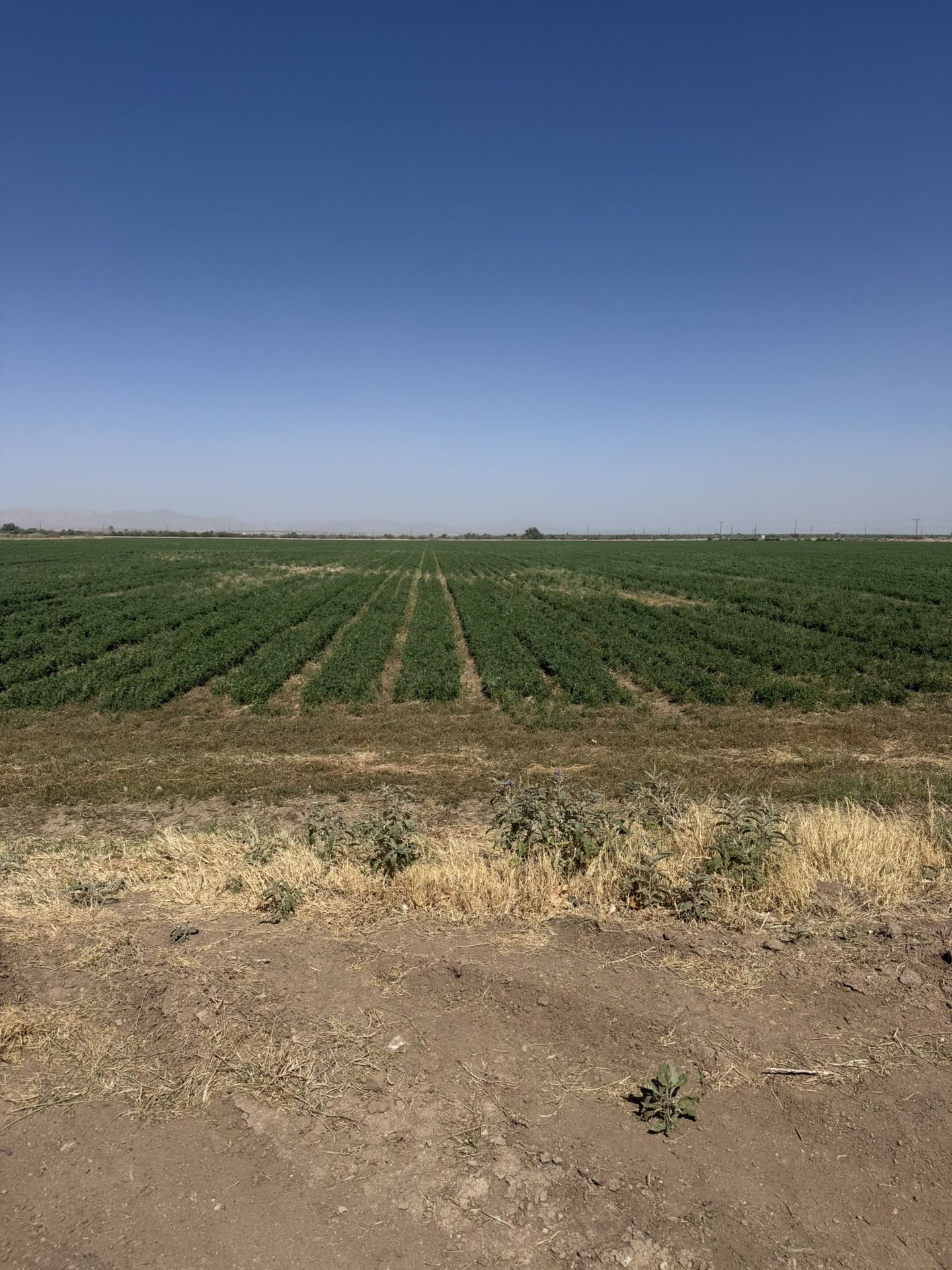 Hay For Sale 