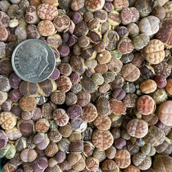 35 Lithops mixed rare cultivars mixed colors from exact picture