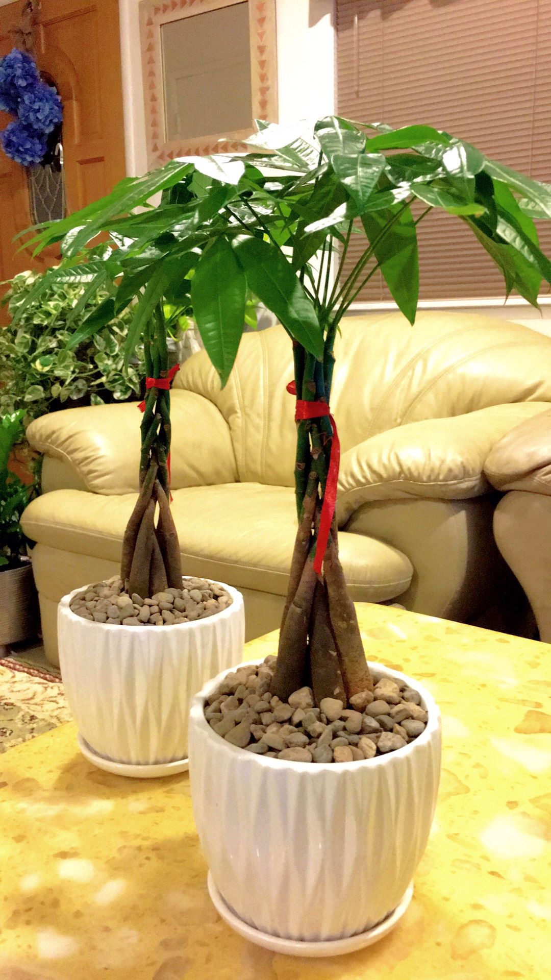 Lucky Money Tree Plants - Up to 18” tall total - $12 each