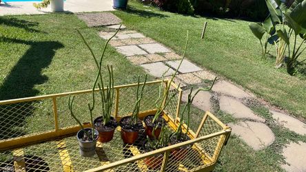 Lady’s Slipper Plants