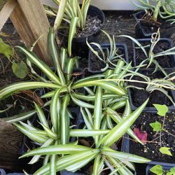 Spider Plants