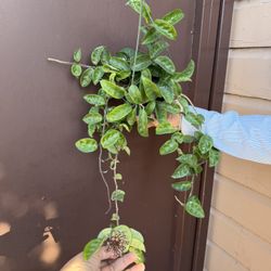 6” Hoya Krinkle About To Bloom 