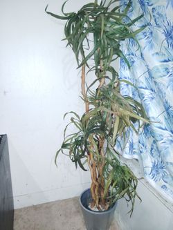 Palm Tree
