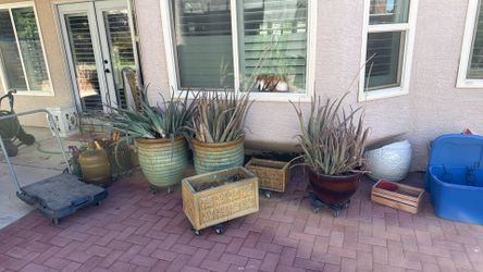 Plants & Pots & much more