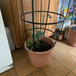 Philodendron scandens #2