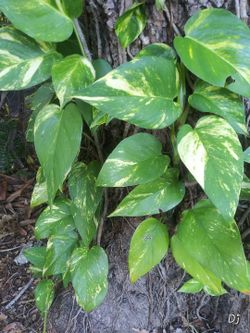 Plants Plants And More Plants