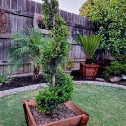 Boxwood Green Mountain Spiral Topiary