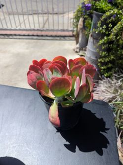 Assorted Succulents