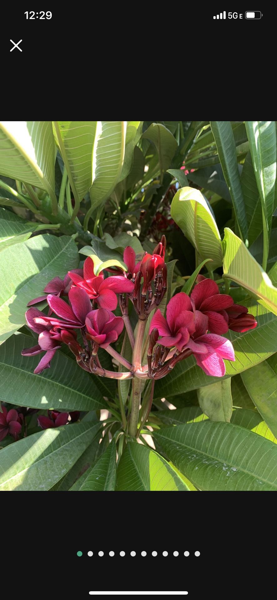 Scott pratt PLUMERIAS! Rare And Beautiful
