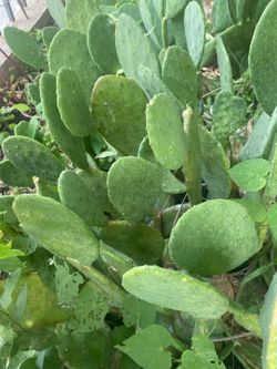 NOPAL CACTUS/PEAR