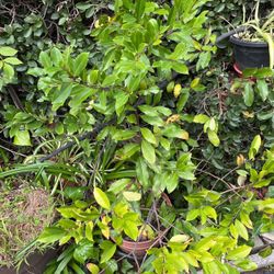 FICA Tree In A Pot Decorative 