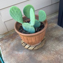 Clay Pot With Live Cactus 